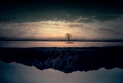 Refleksion over et ensomt træ af Asef Azimaie