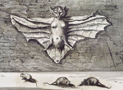 Flyvende kat, 1667 af Athanasius Kircher