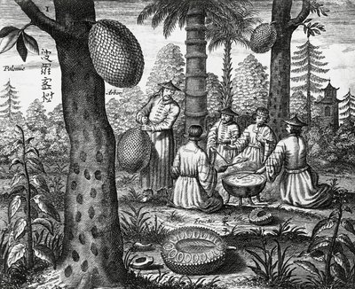 Kinesiske frugter (Arbor polomie, kinesisk papaya), gravering fra Kina monumenter af Athanasius Kircher
