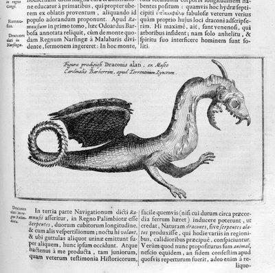 Drage, 1678 af Athanasius Kircher