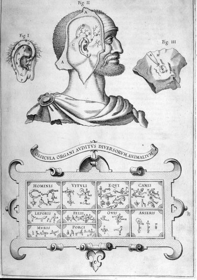 Menneskelig hørelse og andre dyrearter - Fra "Musurgia Universalis" af Athanasius Kircher, Rom 1600 af Athanasius Kircher