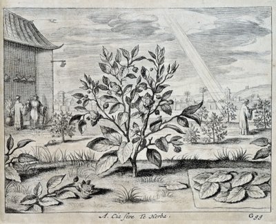 Le camellia - i "" Kina"" af Athanase Kircher (eller Athanasius Kircheri) af Athanasius Kircher