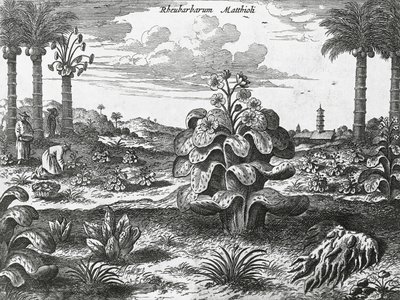 Rabarberplante, gravering fra Kinas monumenter af Athanasius Kircher