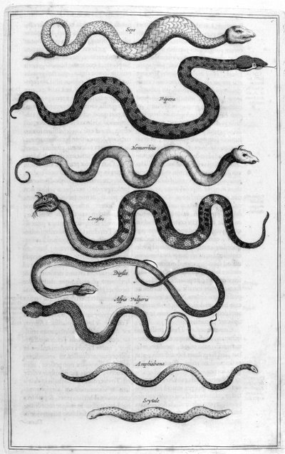 Typer af slanger, fra Arca Noe af Athanasius Kircher