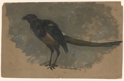 Studie af en magpie af August Allebe