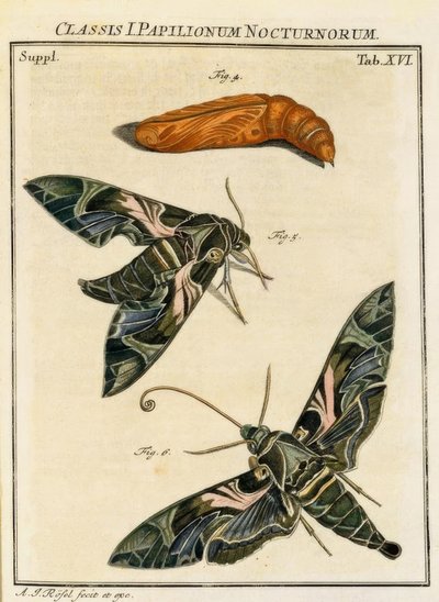 Sommerfugl Daphnis neri / Rösel v. R. af August Johann Rösel von Rosenhof