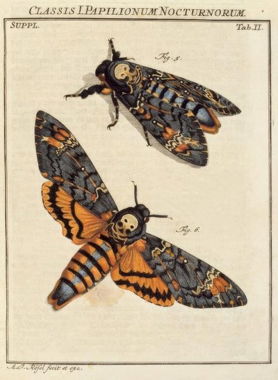 Sommerfugl, kranium / Rösel v. R. af August Johann Rösel von Rosenhof