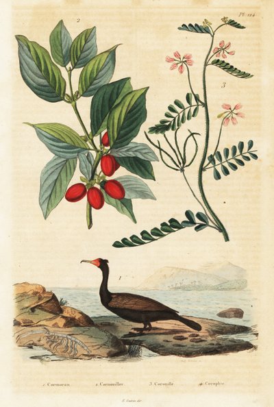 Skarv, Cornelian kirsebær og skorpion vikke, 1834-1839 (gravering) af Auguste Dumenil