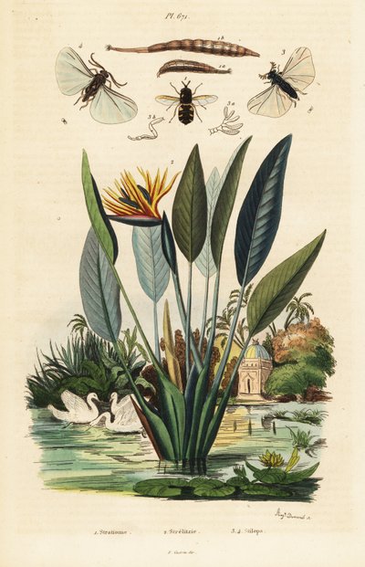 Soldaterflue, traneblomst og 1834-1839 (gravering) af Auguste Dumenil
