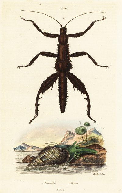 Tornet djævlestok og australsk fasanskal. af Auguste Dumenil