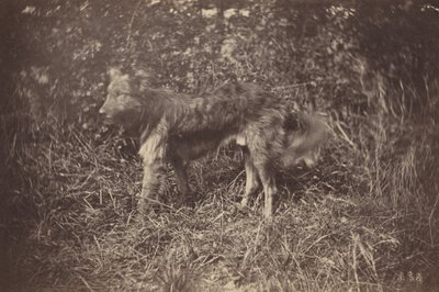 Studie af en hund, slutningen af 1870