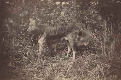 Studie af en hund af Auguste Giraudon