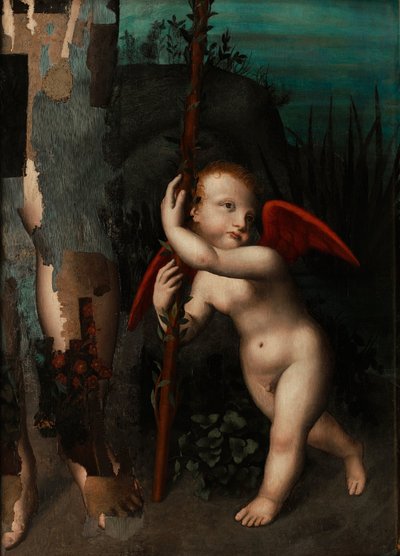 Amor med en myrte af Aurelio Luini