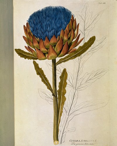Botanisk: "" Koglen"" (Cynara scolymus) Tallerken tegnet fra "" Medicinalium secundum Linnaei digestarum"" af Joseph Jacobi Plenck (1735-1807) 1788-1803 Privat samling af Austrian School