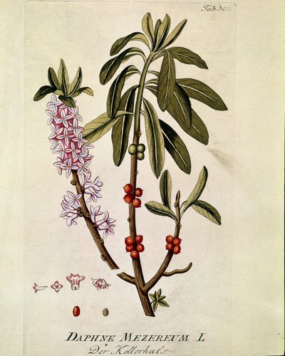 Kasvitieteellinen: ""Bois-joli"" (Bois joli) (tai Bois-gentil, Bois gentile) (Daphne mezereum) Lankku, joka on piirretty Joseph Jacobi Plenckin (1735-1807) "Medicinalium secundum Linnaei digestarum" -lajista" 1788-1803 Yksityinen kokoelma af Austrian School