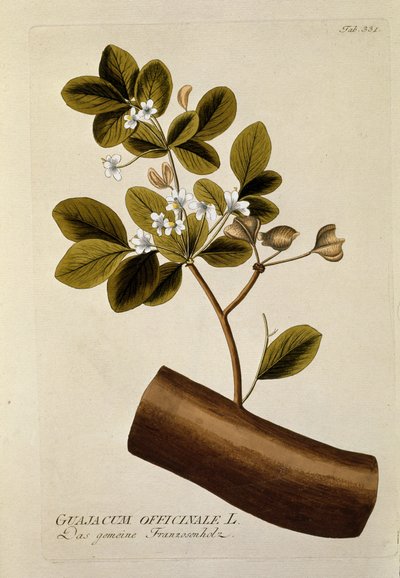 Botanisk: "" Guajacun officinale"" Tallerken tegnet fra "" Medicinalium secundum Linnaei digestarum"" af Joseph Jacobi Plenck (1735-1807) 1788-1803 Privat samling af Austrian School