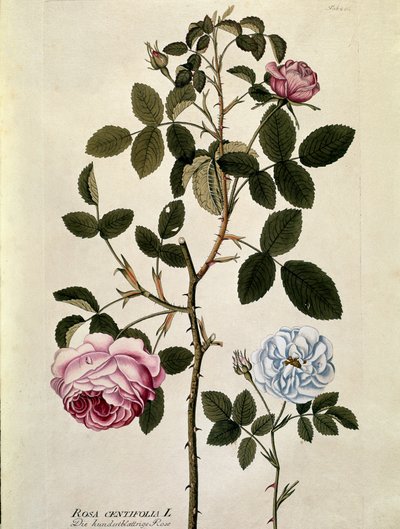 Botanisk: Rose med hundrede blade (Rosa centifolia) Tallerken tegnet fra "Medicinalium secundum Linnaei digestarum"" af Joseph Jacobi Plenck (1735-1807) 1788-1803 Privat samling af Austrian School