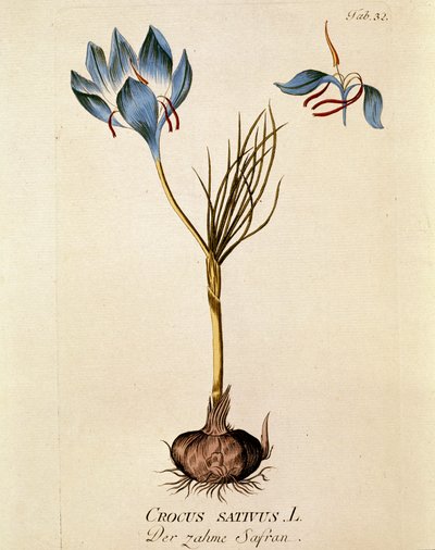 Botanisk: "Safran" (Crocus sativum) Plade tegnet fra "Medicinalium secundum Linnaei digestarum" af Joseph Jacobi Plenck (1735-1807) 1788-1803 Privat samling af Austrian School