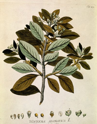 Botanisk: "Vinterbark" (Wintera aromatica) Planke tegnet fra "Medicinalium secundum Linnaei digestarum" af Joseph Jacobi Plenck (1735-1807) 1788-1803 Privatsamling af Austrian School