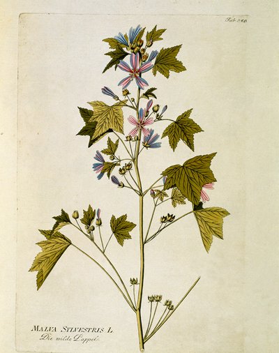 Botanisk: ""stor lilla"" (Malva sylvestris) Tallerken fra ""Medicinalium secundum Linnaei digestarum"" af Joseph Jacobi Plenck (1735-1807) 1788-1803 Privat samling af Austrian School