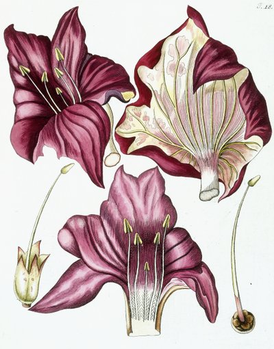 Figur 18, fra "Collectanea for Botanica, Chemistry, and Natural History with Figures", 1786-1796 af Austrian School