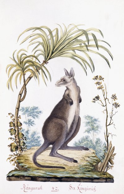 Kænguru, 1794 af Austrian School