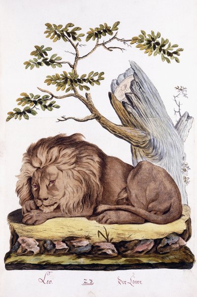 Lion, 1794dani af Austrian School