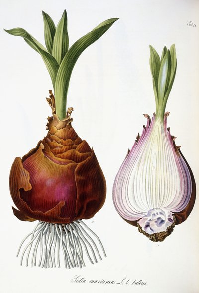 Scilla maritimadani af Austrian School