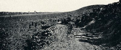 Cafezal, 1895 af Axel Frick