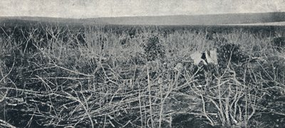 Cassava plantage, 1895 af Axel Frick