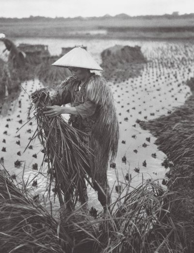 Japan: Rishøst nær Niigata (s/h-foto) af Axel von Graefe