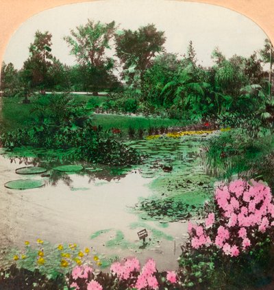 Lily Pond, Tower Grove Park, St. Louis, Mo., U.S.A., 1897. af B. L. Singley