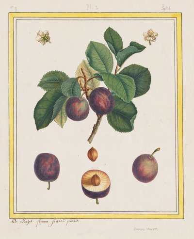 Damaskus blomme af B. Michel