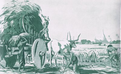 En rismark i Burma, fra MacMillan skoleplakater, ca. 1950-60