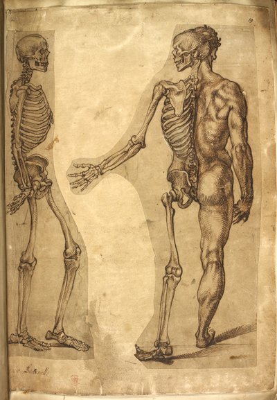 Tilføje. 5259, f.19, Menneskeskelet og halvfigur, fra 