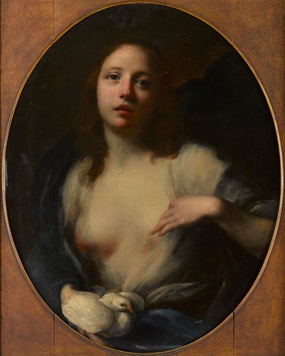 Maleri af en ung pige med hvid due (olie på lærred) af Baldassare (1611 89) Franceschini