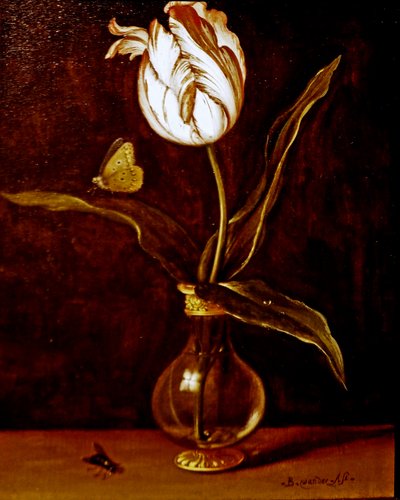 En enkelt tulipan i en vase af Balthasar van der Ast