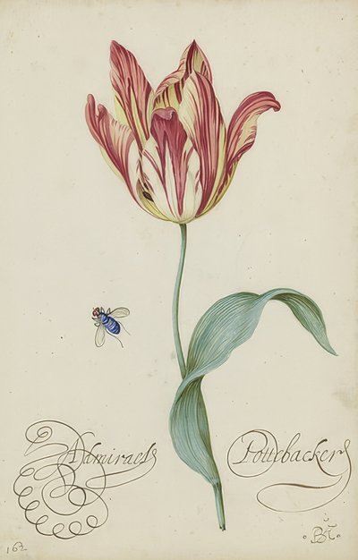 Studie af en tulipan og en flue. 1620-29 af Balthasar van der Ast