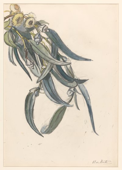 Blomstrende gren af ​​en eukalyptus af Barbara Elisabeth van Houten