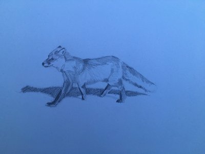 Fox, 2018 af Barbara Hoogeweegen