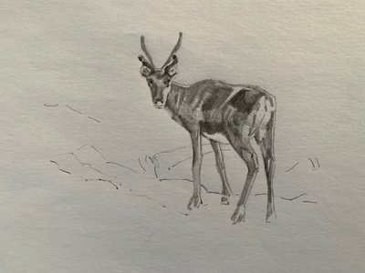 Rensdyr, 2019 af Barbara Hoogeweegen