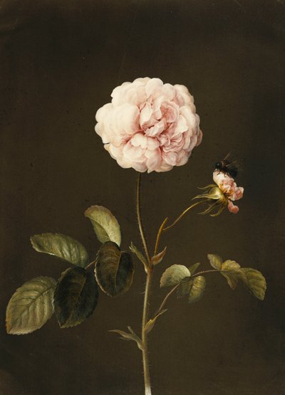En Gallica Rose med en humlebi, af Barbara Regina Dietzsch