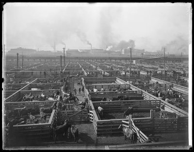 Kvægstier på Union Stock Yards, Chicago, Illinois, USA, ca. 1900 (s/h-foto) af Barnes and Crosby