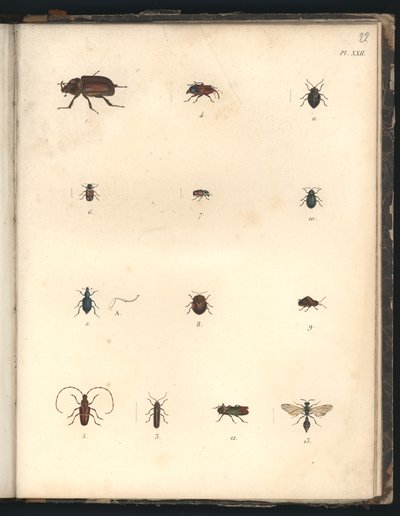 Beetles and Wasps, Pl.XXII, illustration fra 