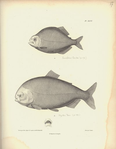 Characidae, Pl. XLVII, stål indgraveret af Coutant efter en gravering af Nicola Huet (1770-1827), illustration fra 