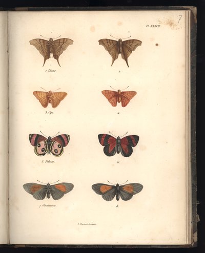 Lepidoptera, Pl. XXXVII, illustration fra 