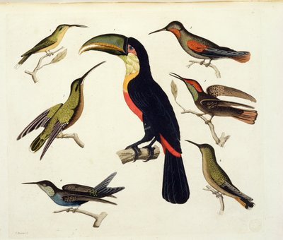Indfødte fugle, herunder tukanen (i midten), Amazonas, Brasilien, fra 