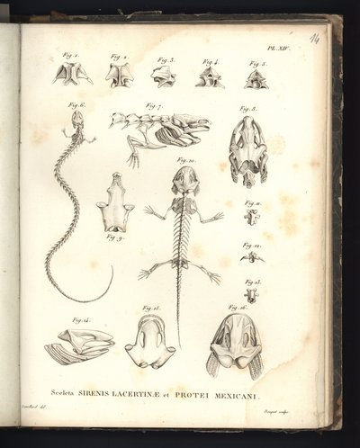 Skeletterne af Strenis Lizard og Proteus fra Mexico, plade XIV, Osteologi af sirenomelia og axolotl af Baron Friedrich Alexander von Humboldt