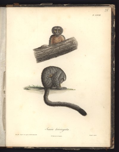 Simia trivirgata, Pl.XXVIII, stål indgraveret af Louis Bouquet (1765-1814) efter en gravering af Nicola Huet (1770-1827), illustration fra 