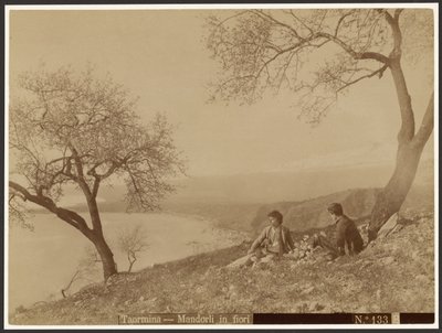 Blomstrende mandler, Taormina af Baron Wilhelm von Gloeden